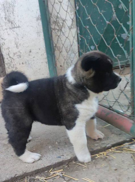 Američka Akita štenci